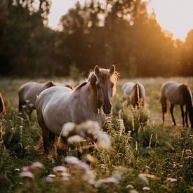 Konik paard in natuurgebied tijdens zonsondergang van Yvette Baur
