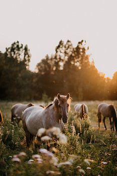 Konik-Pferd im Naturschutzgebiet bei Sonnenuntergang | Fotodruck |