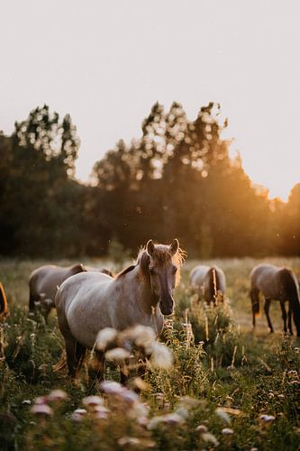 Konik paard in natuurgebied tijdens zonsondergang van Yvette Baur