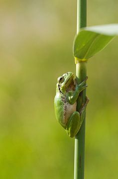 Tree frog on reed stem in green by Jeroen Stel
