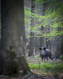 Wild boar by Tom Zwerver