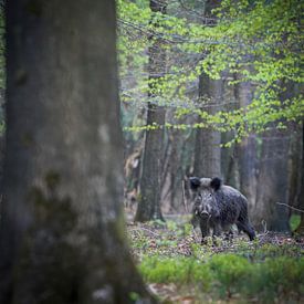 Wild Zwijn van Tom Zwerver