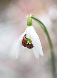 Playing hide-and-seek by Willem Louman