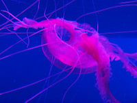 Rote Quallen Aquarium Teneriffa