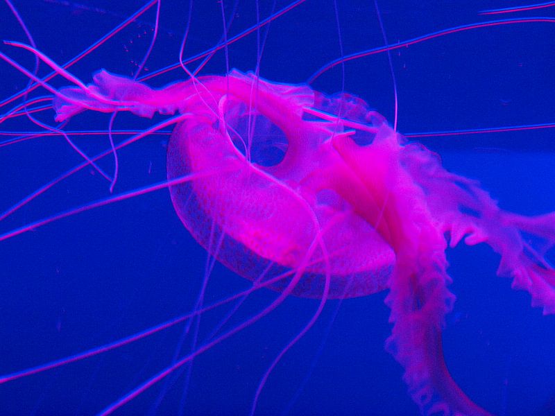 Red jellyfish Aquarium Tenerife by Annie Lausberg-Pater