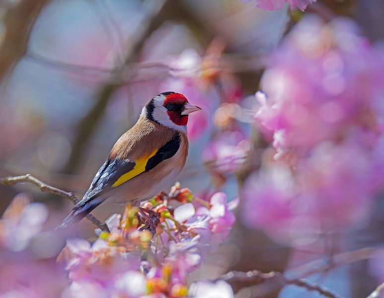Chardonneret dans un cerisier en fleurs par ManfredFotos