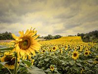 Sonnenblumen