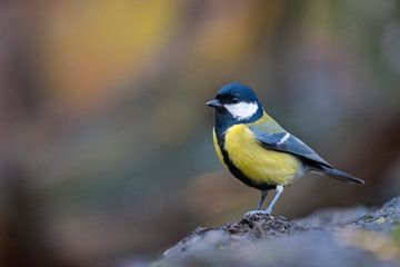 Great Tit in autumn by Jan-Willem Mantel