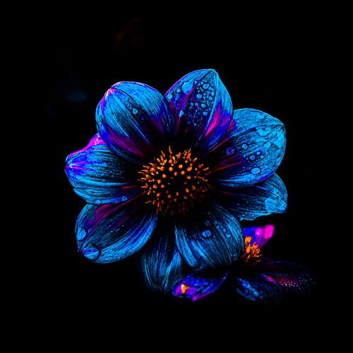 Winterbloem