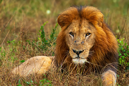 Male African Lion Resting in Tall Savanna Grass Staring Ahead