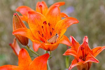 Orange rose lily with butterfly at Govelin in Germany by Martin Stevens
