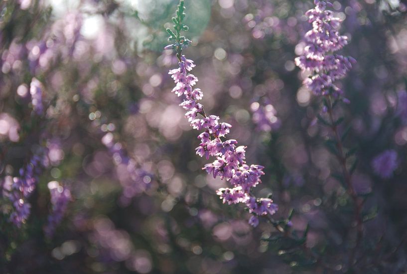 Flowering heathland by Jurjen Jan Snikkenburg