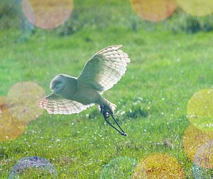 oiseau fée