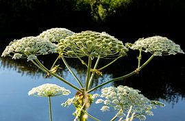 Reuzenberenklauw 9 van 9