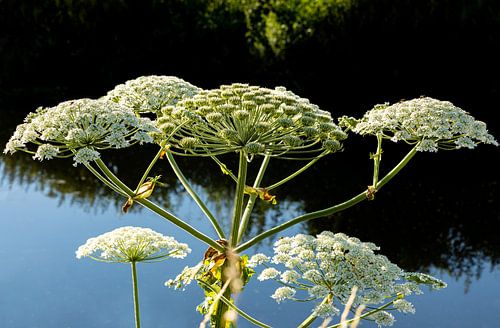 Reuzenberenklauw 9 van 9