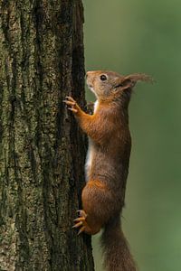 Rotes Eichhörnchen auf Baum
