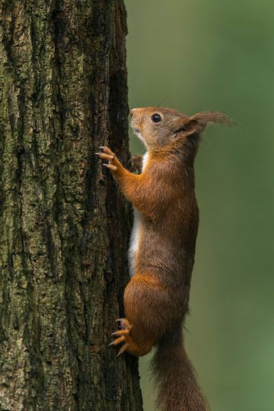 Rotes Eichhörnchen auf Baum von Richard Guijt Photography