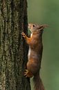 Écureuil rouge sur un arbre par Richard Guijt Photography Aperçu