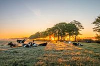 nieuwsgierige koeien tijdens de zonsopgang