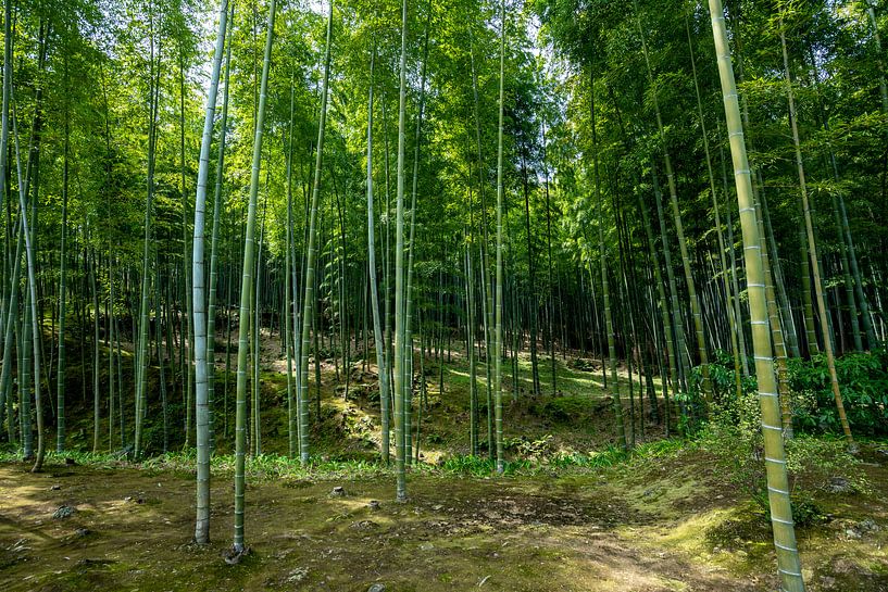 Bambuswald in Japan von Mickéle Godderis