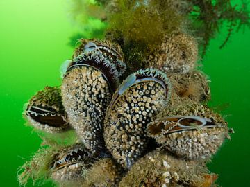 Mussels in the Eastern Scheldt 4 by René Weterings