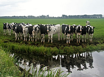 Primal Dutch