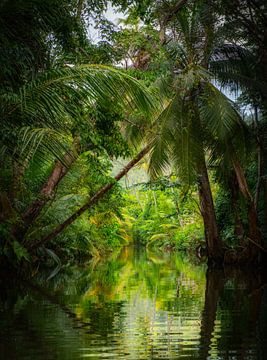 Indian river Dominica van Ron van der Stappen