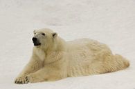 Un grand ours polaire arctique, beau et satisfait, se repose (se couche) dans la neige en hiver au m par Michael Semenov Aperçu