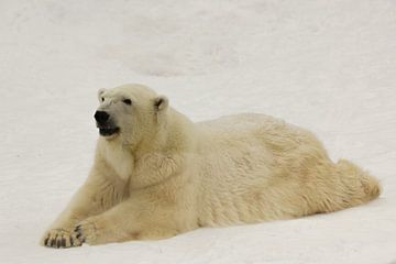 Een mooie en tevreden grote arctische ijsbeer rust (ligt) in de sneeuw in de winter te midden van sn