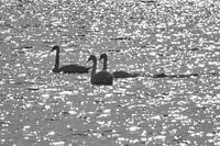 3 cygnes nageant sur l'eau gazeuse