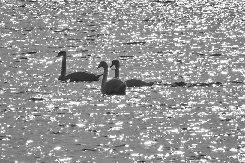 3 cygnes nageant sur l'eau gazeuse par Aart Hoeven / Dutch Image Hunter