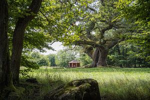 Sommer an der alten Eiche