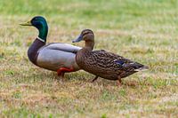 Wilde eenden (Anas platyrhynchos) maken het zich gemakkelijk op het gazon en genieten van hun samenz