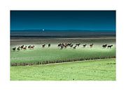 Paarden rennend in het Buitengebied von Geertjan Plooijer Miniaturansicht