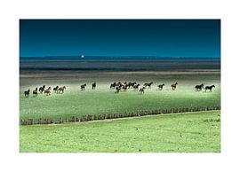 Chevaux courant dans la campagne sur Geertjan Plooijer