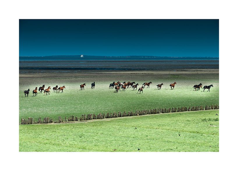 Paarden rennend in het Buitengebied von Geertjan Plooijer