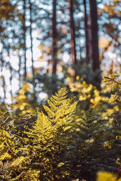 Schöner Tag im Wald von Tessa in Focus