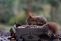 Squirrel
