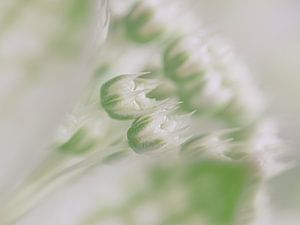 Blanc et vert pastel : les minuscules fleurs au cœur d'un Astrantia majeur sur Marjolijn van den Berg