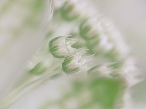 Pastel wit en groen: De kleine bloemetjes in het hart van een Astrantia major