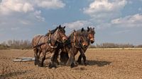 Trekpaarden voorjaarswerkzaamheden by Bram van Broekhoven thumbnail