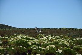 Zebra near Capetown South Africa by Merijn Loch