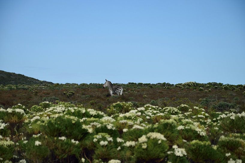 Zèbre près du Cap en Afrique du Sud par Merijn Loch
