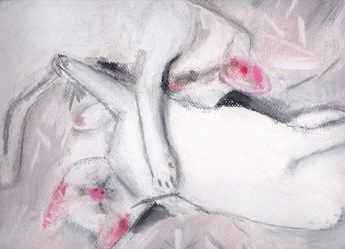 Witte katten: Julia en Dafne