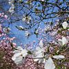 L'heure du magnolia sur Odette Kleeblatt