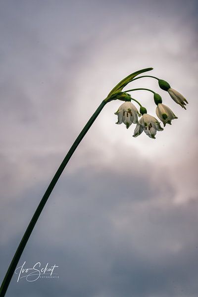 Sommerglocken. von Ivo Schut Fotografie