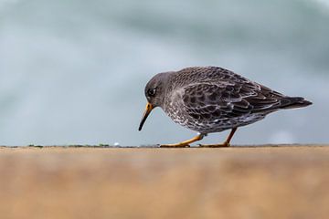 Foeragerende Paarse Strandloper van Simon Lubbers