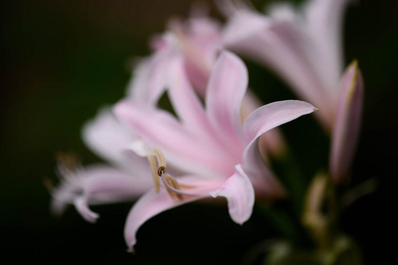 lycoris squamigera van Tania Perneel