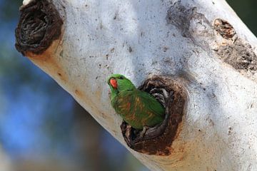 Geschubdborstlibel (Trichoglossus chlorolepidotus), koninginl van Frank Fichtmüller