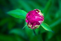 chinesen rozen knop